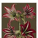  Gojko, -, 72  -  9  2020    , 