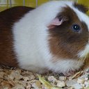 ���� Olga, ��������� - ��������� 29 ������ 2020 � ������ ������ ��������