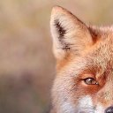 ���� �������, ������, 35 ��� - ��������� 21 ���� 2020 � ������ ���� ����������