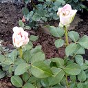  ,  -  3  2020     2020