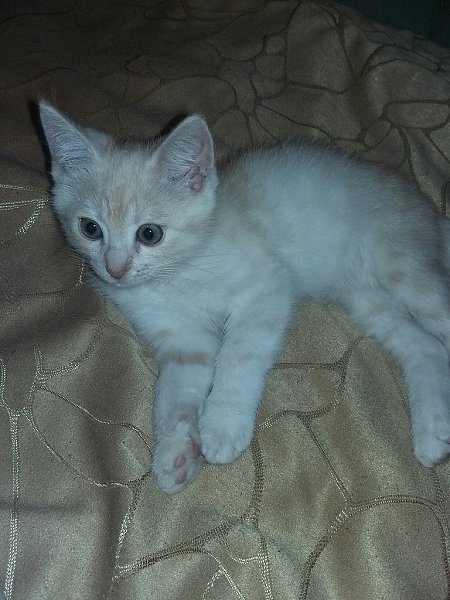 #Безкота_добро.В начале июня, в холодный, дождливый ,ветренный день подобрала это маленькое чудо со ... - 3