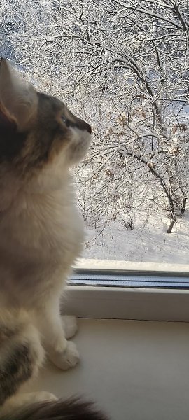#Безкота_добро.Можно тоже втиснуться со своим) нашла его 4 года назад в подъезде (1 фото), ему ... - 5