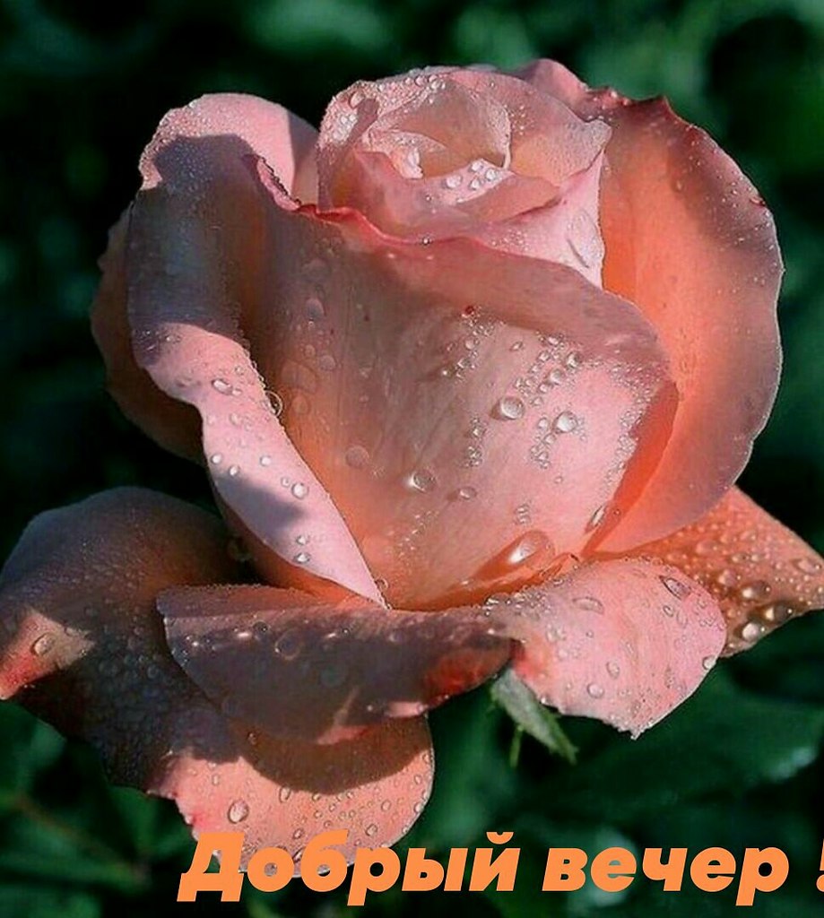   ,    . - 18  2020  17:46 - 4