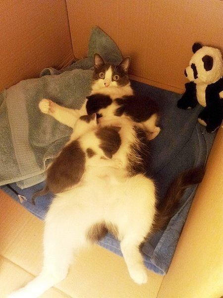 Довольные семейной жизнью кошки с маленькими котятами - 8