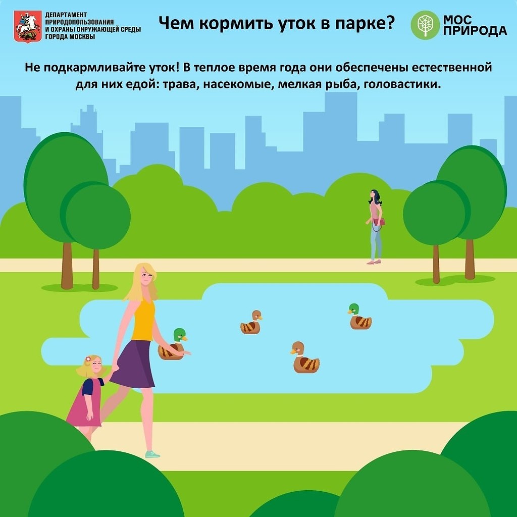 Девушка утка. Утки в парке. Гуси в парке. Семья в городском парке кормит уточек. Прогулка у водоема.
