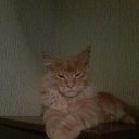 ���� ������, �����, 51 ��� - ��������� 6 ���� 2020 � ������ ���� ����������