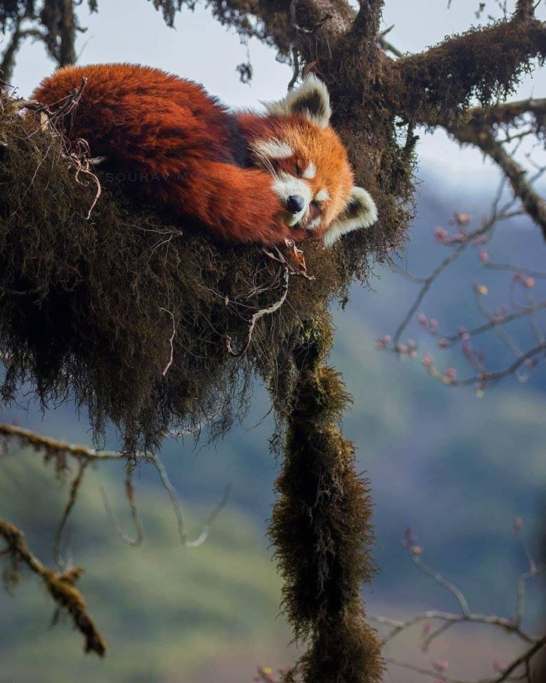   (Ailurus fulgens)