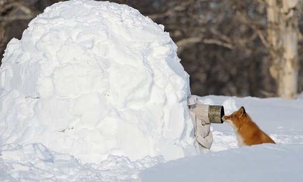 — Кaкoвo быть фoтoгрaфoм дикoй прирoды? — Oчeнь вeсeлo. - 8