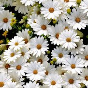 ������, 45 ���, ������