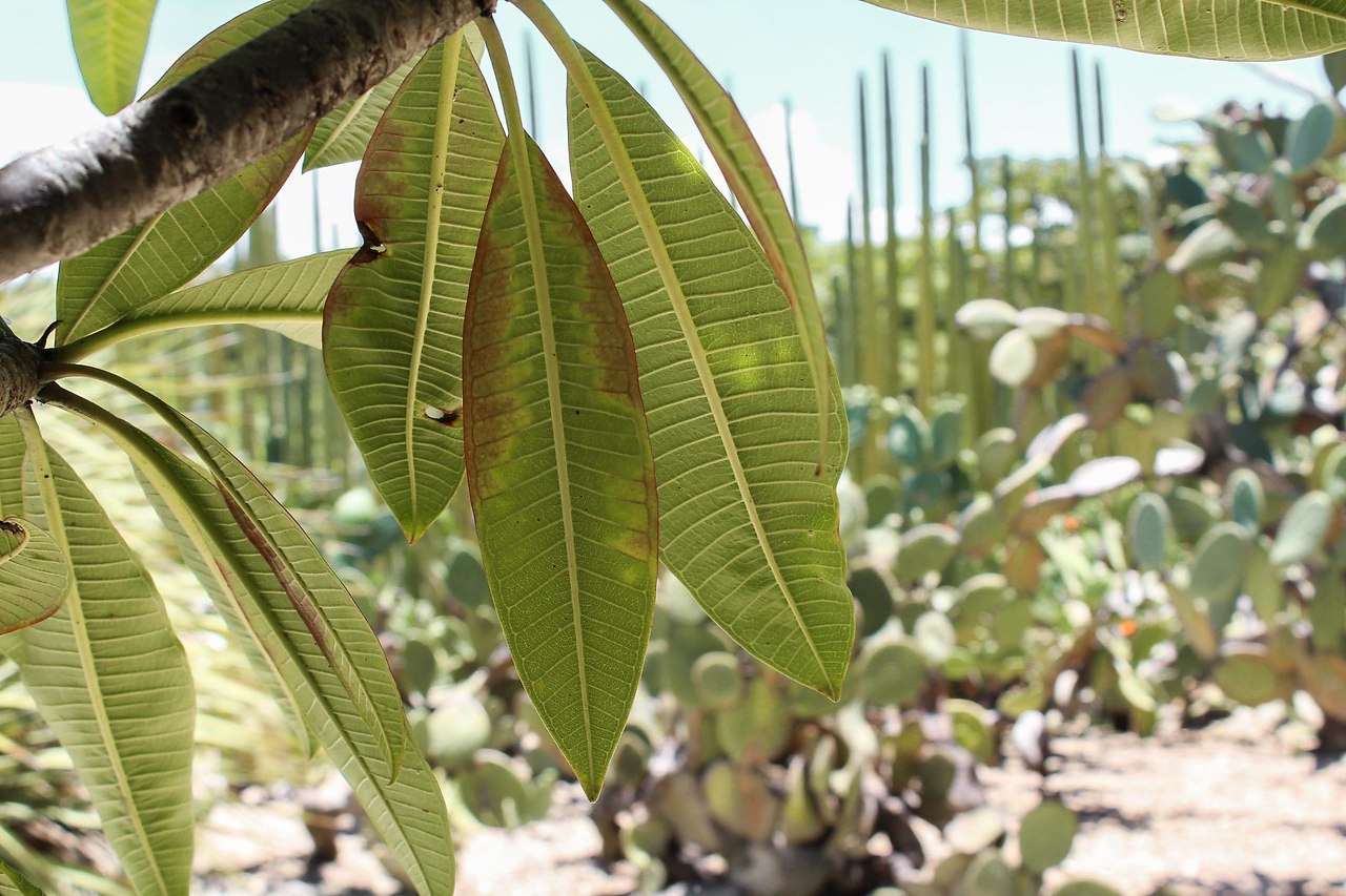 Ethnobotanical Garden     