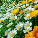 ���� Angelocek, ������, 65 ��� - ��������� 7 ����� 2020 � ������ ���� ����������