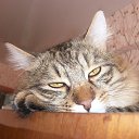 ���� Alex, �������, 57 ��� - ��������� 7 ����� 2020 � ������ �dtcyf�