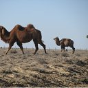  ,  , 51  -  16  2020    