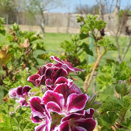 Iqa, ����, 33 ����