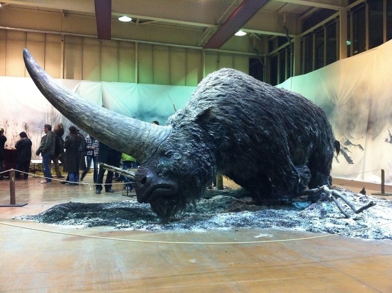 Bo   oo  o (Elasmotherium sibiricum) o  o ... - 2