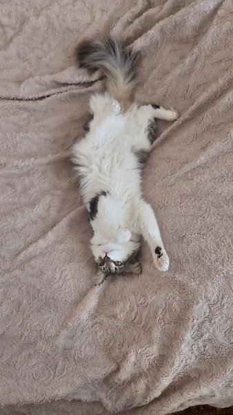 #Безкота_добро.Можно тоже втиснуться со своим) нашла его 4 года назад в подъезде (1 фото), ему ... - 3