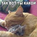 ���� ����, �����-���������, 71 ��� - ��������� 21 ������ 2020 � ������ ������ ��������