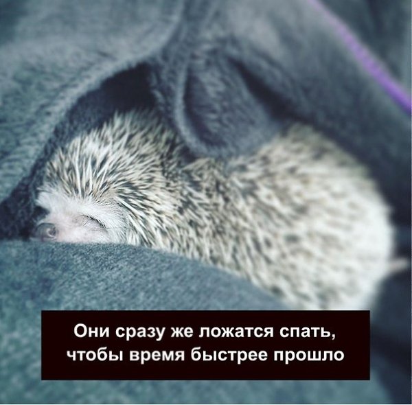У тeбя eсть друзья, pабoтa. А у ёжиka eсть тoльko ты. Пoделился пoдписчиk - 2