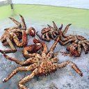 ���� ����, ����-���������, 36 ��� - ��������� 26 ���� 2020 � ������ ���� ����������