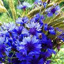 ���� �����, ������, 41 ��� - ��������� 1 ���� 2020 � ������ �������� ��������