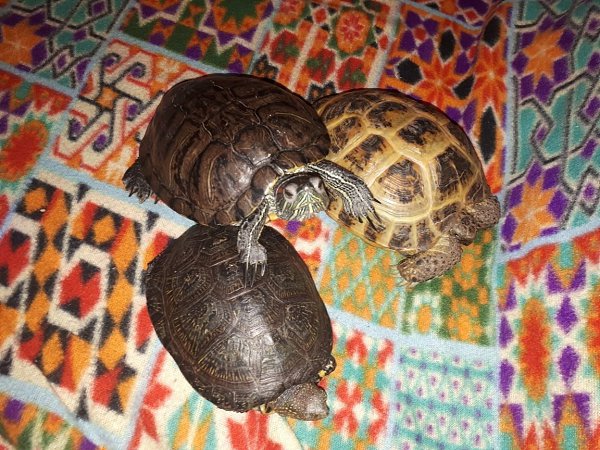 23 мая во многих странах отмечается Всемирный день черепахи (World Turtle Day) — животного, ...