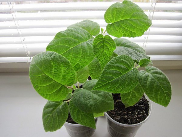 Киви в домашних условиях.Киви занимает важное место среди экзотических фруктов и обладает приятным ... - 3