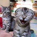  , --, 39  -  1  2020