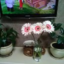 � ���� ����� �� ��������) �� ������� ���� ����������