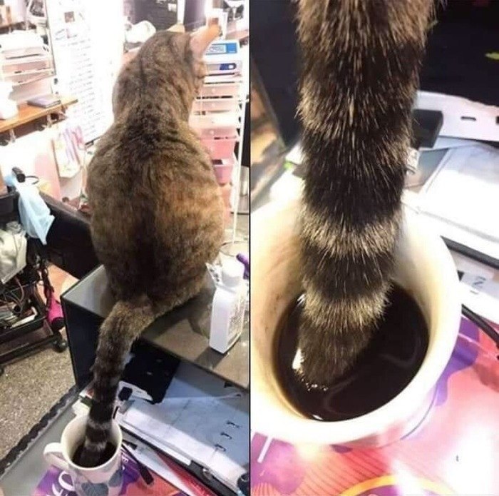      ,    