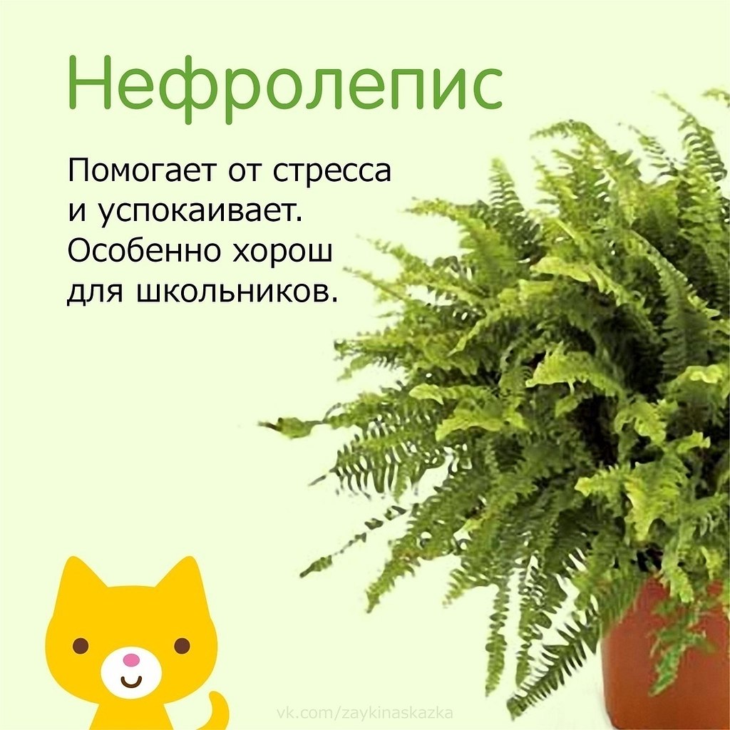 Нефролепис fuzzita