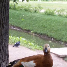 ���, ������, 26 ���