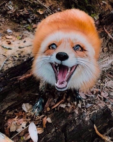 o o o
