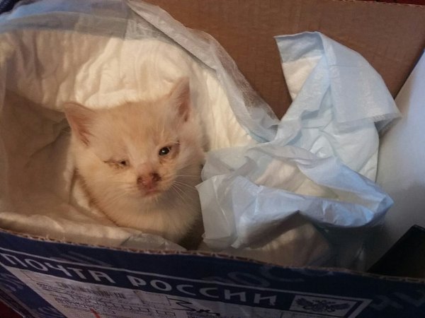 #Безкота_добро.В начале июня, в холодный, дождливый ,ветренный день подобрала это маленькое чудо со ...