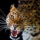 ���� ������, ��������, 49 ��� - ��������� 16 ������ 2020 � ������ ���� ����������
