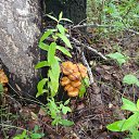  ., , 52  -  29  2020        29,06,20