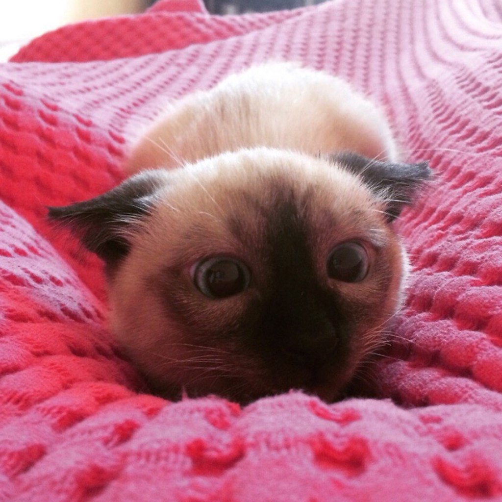 oayc, poec, o a ao! oco o x eoe aaee. - 5