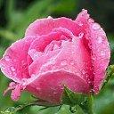  Gojko, -, 72  -  9  2020    , 