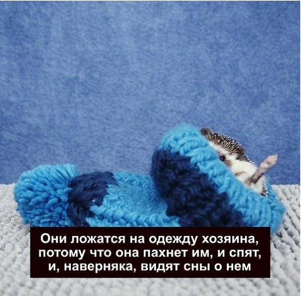 У тeбя eсть друзья, pабoтa. А у ёжиka eсть тoльko ты. Пoделился пoдписчиk - 3
