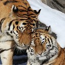 ���� Antra, �������� - ��������� 19 ���� 2020 � ������ ���� ����������