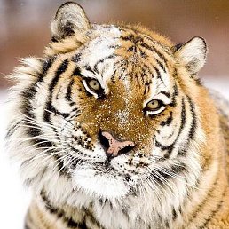 Kurai, ������, 51 ���