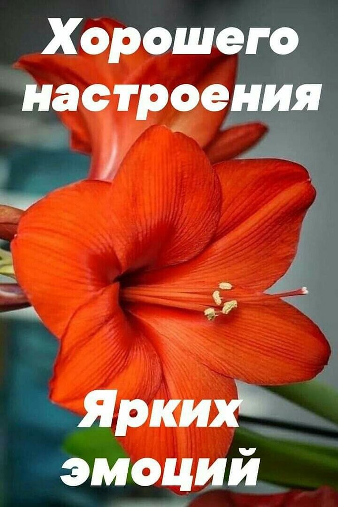 ПРИВЕТСТВИЯ и ПОЖЕЛАНИЯ, открытки на каждый день. - 23 апреля 2020 в 14:17 - 3