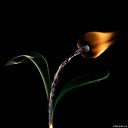  , --, 36  -  24  2020    