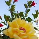 ���� �����, ��������, 59 ��� - ��������� 4 ���� 2020