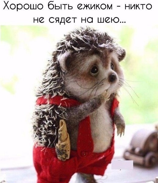 Ёжики картинки прикольные с надписями. Хорошо быть ёжиком никто. Ежик с чемоданчиком. Хорошо быть ежиком никто не сядет. Ежик с надписями.