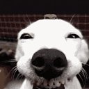 ���� ��������, ��������������, 49 ��� - ��������� 1 ����� 2020 � ������ ���� ����������