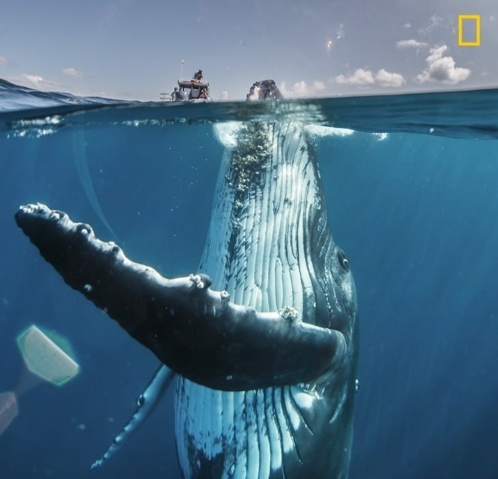 opcae oopa o National Geographic, a oopx pe a yo ocaaaec.