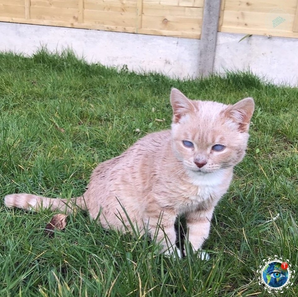 o - a,  o  poc o, o -a   a oo.# - 3