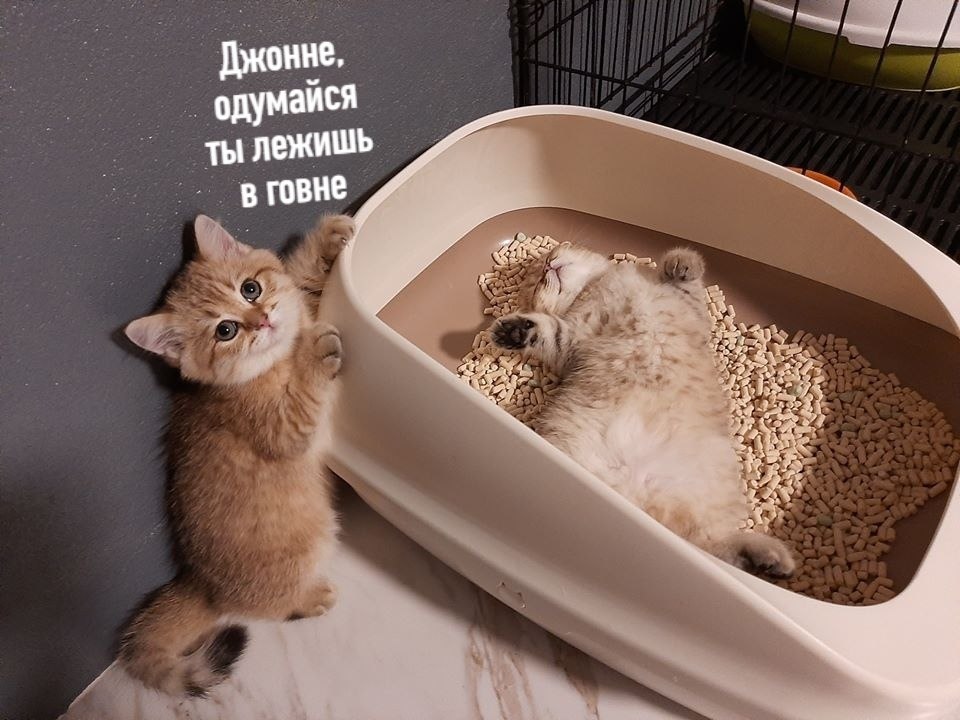 ,   
