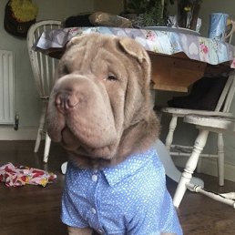 ����, ��������, 37 ���