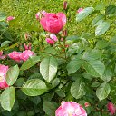 ���� ������, ������ - ��������� 30 ���� 2020 � ������ ����� � ����� �� ����